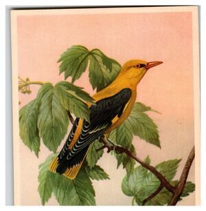 Vibrant Golden Oriole Bird Illustration Postcard Nature Wildlife Art